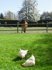 our poney Caramel